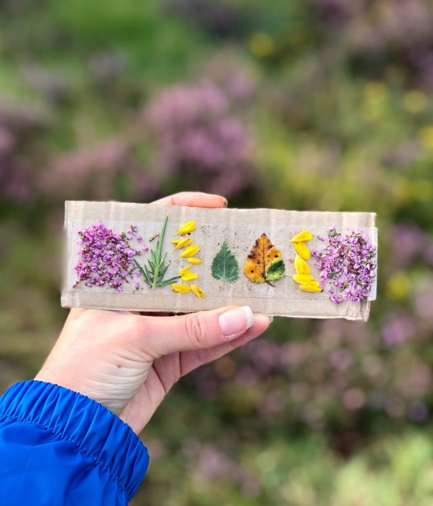 Plants stuck on a piece of cardboard